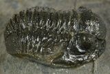 Detailed Proetid (Gerastos) Trilobite Fossil - Morocco #342915-2